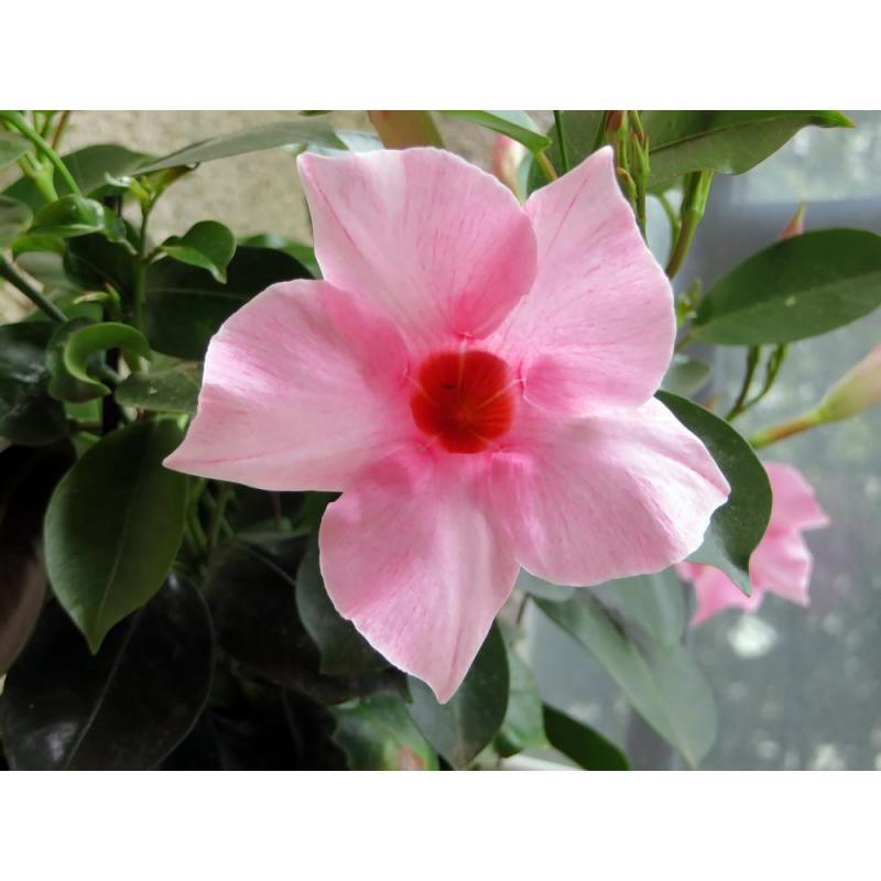 Dipladenia Light Pink -Дипладения розова   (136)